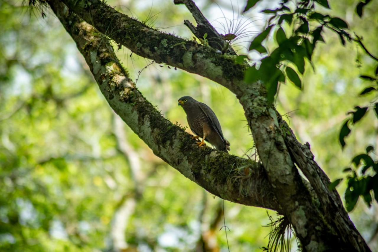 Laguna Yaxha Ecolodge El Sombrero מראה חיצוני תמונה