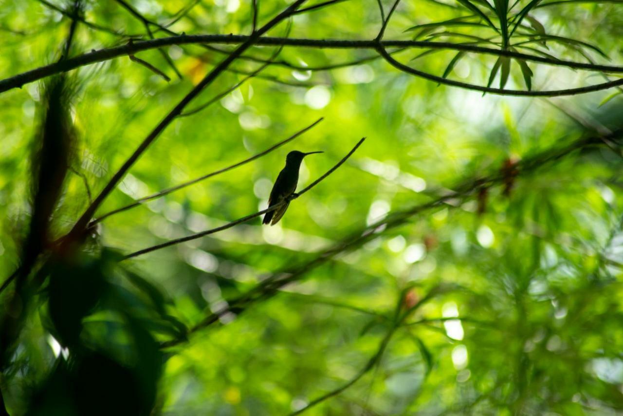 Laguna Yaxha Ecolodge El Sombrero מראה חיצוני תמונה
